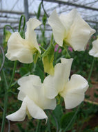 Sweet Pea 