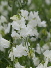 Load image into Gallery viewer, Sweet Pea &quot;Winter Sunshine - White&quot;

