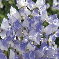 Sweet Pea 