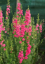 Load image into Gallery viewer, Larkspur &quot;Brisbane&quot; Salmon Pink
