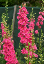 Load image into Gallery viewer, Larkspur &quot;Brisbane&quot; Salmon Pink
