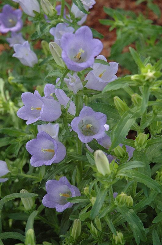 lavender bells plant Canterbury Bells "Champion Lavender" (Campanula medium) f1 seeds