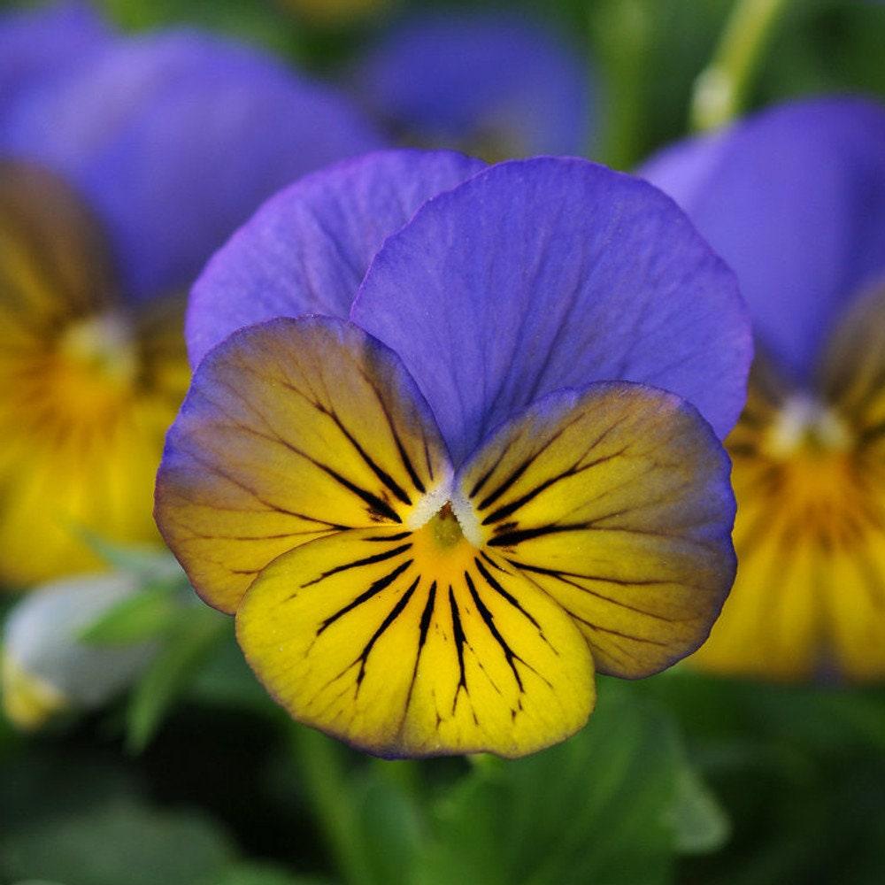 Viola cornuta 