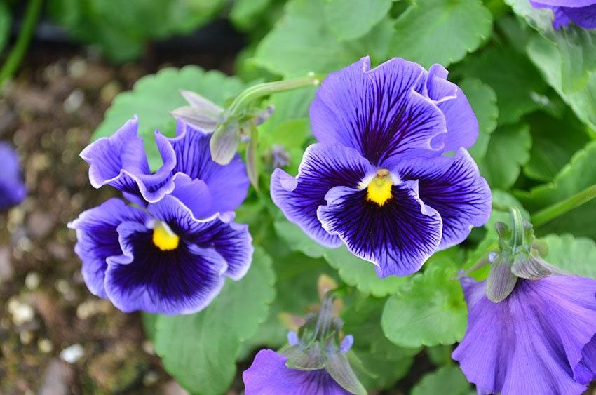 Viola Ruffles Pansy