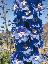 Load image into Gallery viewer, Delphinium elatum &quot;Magic Fountains&quot; Mid-Blue White Bee
