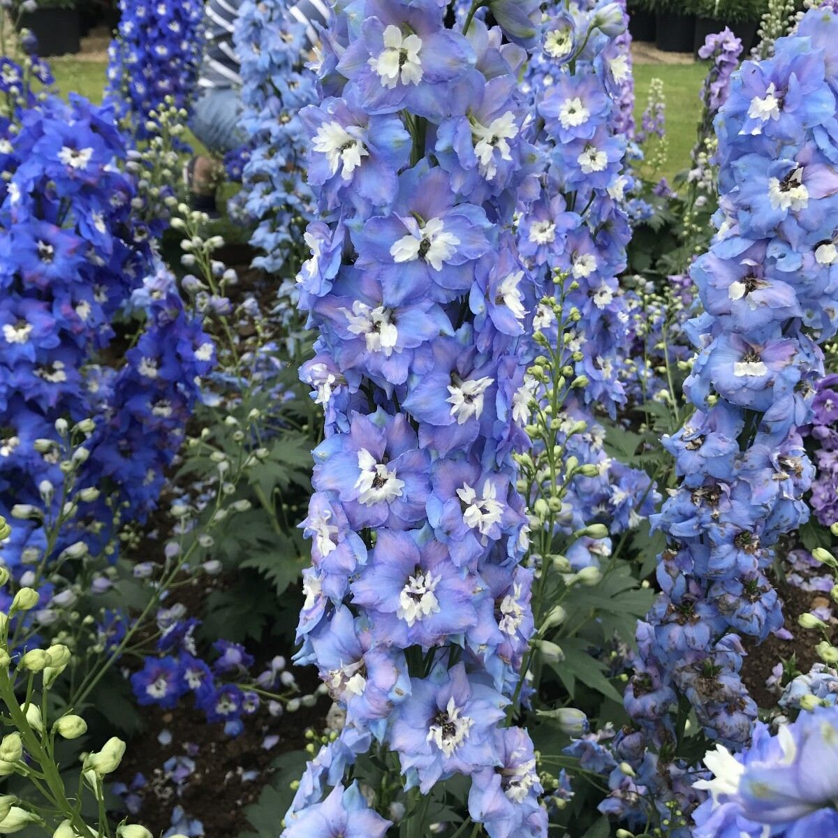 Magic Fountains Sky Blue White Bee - Delphinium Seed