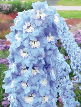 Load image into Gallery viewer, Delphinium elatum &quot;Magic Fountains&quot; Sky-Blue White Bee
