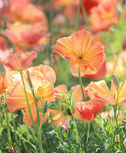 Load image into Gallery viewer, California Poppy &quot;Thai Silk Apricot Chiffon&quot;
