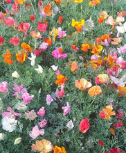 Load image into Gallery viewer, California Poppy &quot;Thai Silk Mix&quot;
