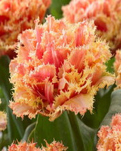 Load image into Gallery viewer, Tulip &quot;Brisbane&quot; bulbs
